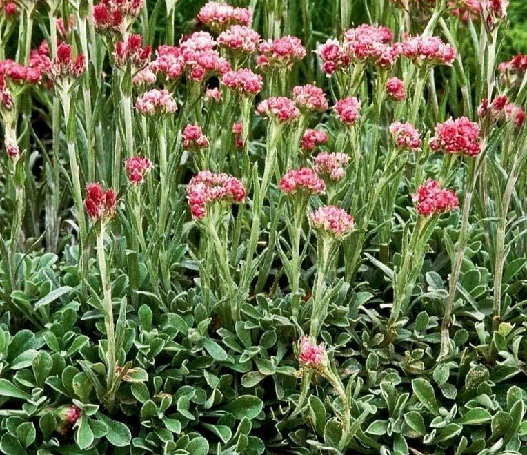 Antennaria dioica 'Rubra' (Red-tinted Pussytoes) — Native Plant